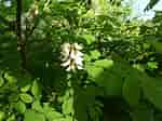Image result for "robinia Norvegica". Size: 150 x 112. Source: www.pinterest.it