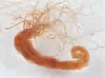 Afbeeldingsresultaten voor "nicolea Venustula". Grootte: 150 x 112. Bron: www.aphotomarine.com