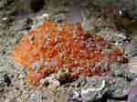 Image result for "hymedesmia Jecusculum". Size: 150 x 112. Source: www.seawater.no