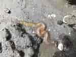 Magelona minuta Geslacht ਲਈ ਪ੍ਰਤੀਬਿੰਬ ਨਤੀਜਾ. ਆਕਾਰ: 150 x 112. ਸਰੋਤ: www.istockphoto.com