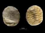 Image result for Gyge branchialis Rijk. Size: 150 x 112. Source: www.flickriver.com