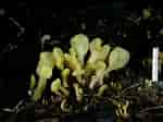 Image result for "nemertopsis Flavida". Size: 150 x 112. Source: fungi.fr