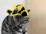 猫用帽子 兜 に対する画像結果.サイズ: 150 x 112。ソース: www.creema.jp