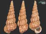 Image result for Epitonium turtonis. Size: 150 x 112. Source: allspira.com