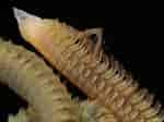 Image result for "scolelepis Squamata". Size: 150 x 112. Source: www.aphotomarine.com