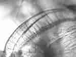 Afbeeldingsresultaten voor Synchelidium maculatum. Grootte: 150 x 112. Bron: www.aphotomarine.com