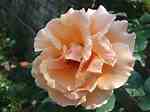 Tamaño de Resultado de imágenes de Peachy Flowers.: 150 x 112. Fuente: za.pinterest.com