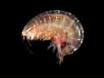 Image result for "ampelisca Diadema". Size: 150 x 112. Source: www.aphotomarine.com