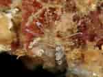 Image result for "amblyosyllis Formosa". Size: 150 x 112. Source: www.aphotomarine.com