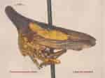 Image result for "thalia Longicauda". Size: 150 x 112. Source: www.zoology.ubc.ca