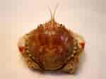Image result for "atelecyclus Rotundatus". Size: 150 x 112. Source: www.marlin.ac.uk