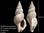Image result for "raphitoma Purpurea". Size: 150 x 112. Source: www.marinespecies.org