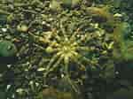Afbeeldingsresultaten voor "peachia Cylindrica". Grootte: 150 x 112. Bron: www.marlin.ac.uk