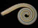 Image result for "sthenelais Boa". Size: 150 x 112. Source: www.aphotomarine.com