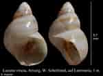 Image result for "lacuna Vincta". Size: 150 x 112. Source: marinespecies.org