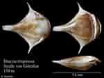 Afbeeldingsresultaten voor "diacria Trispinosa". Grootte: 150 x 112. Bron: www.marinespecies.org