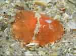 Image result for "lamellaria Perspicua". Size: 150 x 112. Source: www.jaxshells.org
