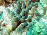 Image result for "verongula Rigida". Size: 150 x 112. Source: coralpedia.bio.warwick.ac.uk