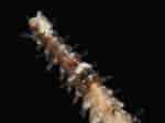 Image result for "odontosyllis Gibba". Size: 150 x 112. Source: www.aphotomarine.com
