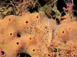 Image result for "amblyosyllis Formosa". Size: 150 x 112. Source: www.marinespecies.org
