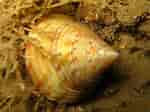 Image result for "calliostoma Zizyphinum". Size: 150 x 112. Source: www.marlin.ac.uk