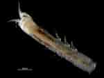 Image result for "typhlotanais Aequiremis". Size: 150 x 112. Source: www.marinespecies.org