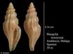 Image result for "mangelia Attenuata". Size: 150 x 112. Source: www.marinespecies.org