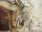 Image result for "odontosyllis Gibba". Size: 150 x 112. Source: www.aphotomarine.com