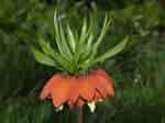 Image result for "fritillaria Formica". Size: 150 x 112. Source: www.plantsystematics.org