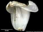 Afbeeldingsresultaten voor Teredora malleolus Geslacht. Grootte: 150 x 112. Bron: naturalhistory.museumwales.ac.uk