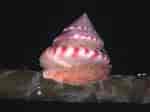 Image result for "calliostoma Zizyphinum". Size: 150 x 112. Source: www.marlin.ac.uk