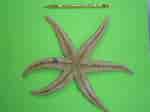 Image result for Asteriidae Anatomie. Size: 150 x 112. Source: observation.org