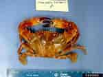 Image result for "charybdis Hellerii". Size: 150 x 112. Source: www.insectimages.org
