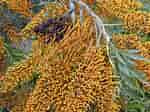 Image result for "phakellia Robusta". Size: 150 x 112. Source: plantworld2.blogspot.com