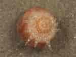 Image result for "peachia Cylindrica". Size: 150 x 112. Source: www.aphotomarine.com