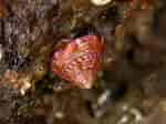 Afbeeldingsresultaten voor "calliostoma Zizyphinum". Grootte: 150 x 112. Bron: www.coastwisenorthdevon.org.uk