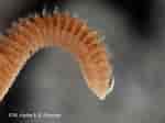 Image result for "aricidea Minuta". Size: 150 x 112. Source: water.iopan.gda.pl