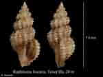 Image result for "raphitoma Linearis". Size: 150 x 112. Source: www.marinespecies.org