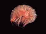 Image result for "ampelisca Diadema". Size: 150 x 112. Source: www.reeflex.net