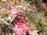Afbeeldingsresultaten voor "aplysilla Rosea". Grootte: 150 x 112. Bron: doris.ffessm.fr