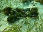 Image result for "verongula Rigida". Size: 150 x 112. Source: spongeguide.uncw.edu