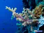 Image result for Stereonephthya. Size: 150 x 112. Source: reefbuilders.com