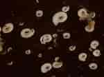 Image result for "circeis Spirillum". Size: 150 x 112. Source: www.seawater.no