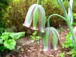 Image result for "fritillaria Messanensis". Size: 150 x 112. Source: www.kalle-k.dk