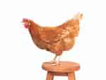 Rooster on The Desk に対する画像結果.サイズ: 150 x 113。ソース: www.dreamstime.com