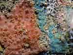 Image result for "hymedesmia Jecusculum". Size: 150 x 113. Source: www.habitas.org.uk