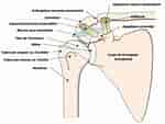 Image result for Arcida Anatomie. Size: 150 x 113. Source: www.centre-osteo-articulaire.fr