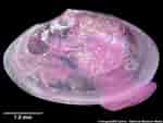 Image result for "abra Nitida". Size: 150 x 113. Source: naturalhistory.museumwales.ac.uk