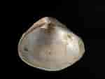 Afbeeldingsresultaten voor "corbula Gibba". Grootte: 150 x 113. Bron: www.habitas.org.uk