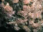 Image result for "hemimycale Columella". Size: 150 x 113. Source: www.habitas.org.uk